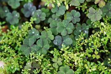 Leaves Tropical forest trees texture background wallpaper