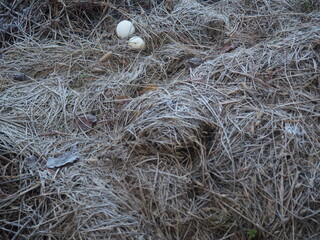 hay, straw, grass, nature, texture, dry, nest, agriculture, plant, yellow, bird, farm, brown, crop, summer, rural, field, haystack, wheat, bale, autumn, harvest, egg, natural, backgrounds