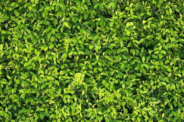 Obraz premium Leaves Tropical forest trees texture background wallpaper