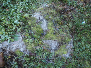 nature, green, moss, rock, stone, texture, plant, forest, water, natural, grass, lichen, wall, old, environment, tree, surface, abstract, pattern, flora, closeup, river, growth, stream, autumn
