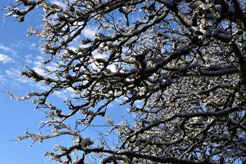 Fototapeta premium 木 tree 