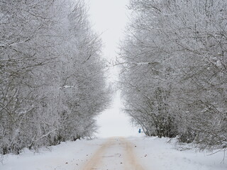 sand-covered snow-covered road in the forest in winter among the trees.