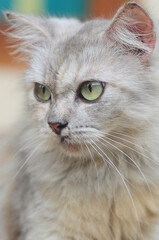 close up portrait of a cat