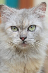 close up portrait of a cat