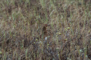 Willow Ptarmigan (Lagopus lagopus) hen at nest in Barents Sea coastal area, Russia