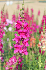 Fototapeta premium ストックの花
