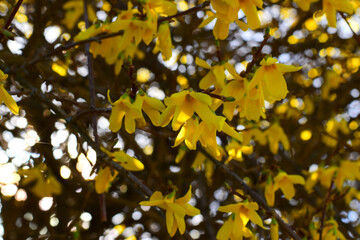 Obraz premium 花 flower