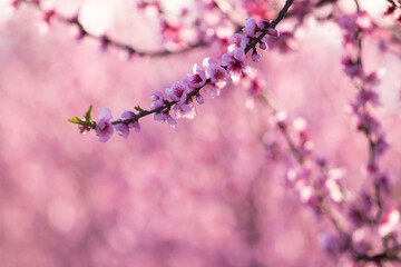 Apfelblüten Plaumenblüten Kirschblüten Blühende Baumplantage Rosa Blüten Hintegrund