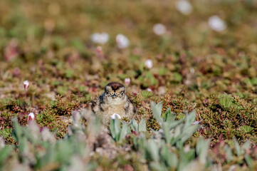 Willow Ptarmigan (Lagopus lagopus) chick in Barents Sea coastal area, Russia