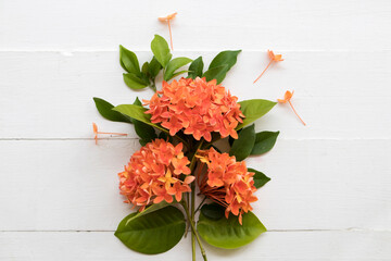 orange flowers spike flora of asia arrangement flat lay style on background white