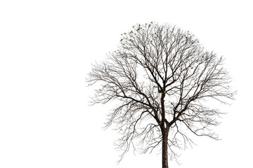Silhouette of old dead tree with clipping path isolated on white background.