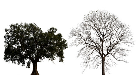 Silhouettes of old tree and dry tree isolated on white background.