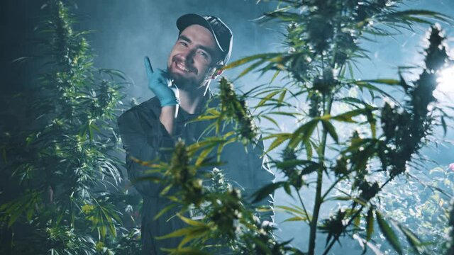 Waist up portrait view of the policeman standing at the marijuana plantation around cannabis bushes and shaking his finger at the camera. Cop discovered marijuana plantation or farm. Drugs concept