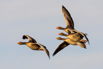 Flying Graylag Goose Anser anser Costa Ballena Cadiz