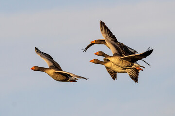 Flying Graylag Goose Anser anser Costa Ballena Cadiz