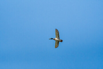 Mallard (Anas platyrhynchos) drake in park, Central Russia