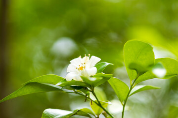 background nature jasmine white flower local flora of asia in rainy season