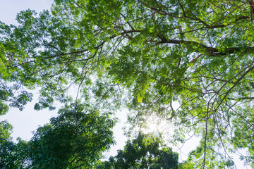 green leaves and sky