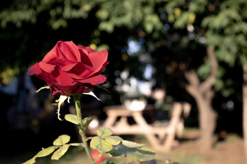 Red rose in the garden