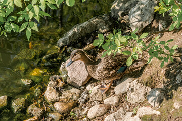 Mallard (Anas platyrhynchos) female with ducklings in park