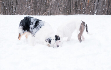 Australian shepherd with American bulldog puppy playing together. Sniff snow.
