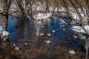 Wintering Mallards (Anas platyrhynchos) in Moscow region, Russia