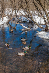 Wintering Mallards (Anas platyrhynchos) in Moscow region, Russia