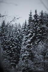 Winter in a snowy forest.