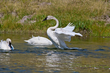 Trumpeter Swans (Cygnus buccinator) in Yellowstone National Park, USA