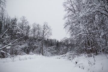 Winter in a snowy forest.