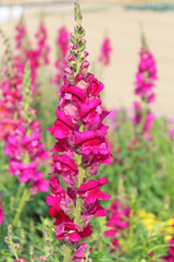 Fototapeta premium ストックの花