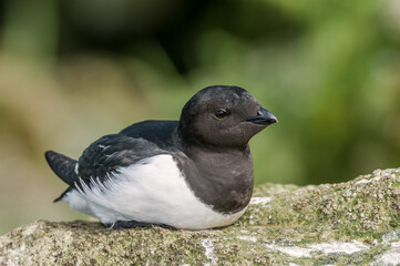Dovekie (Alle alle) at least auklet colony in St. George Island, Alaska, USA