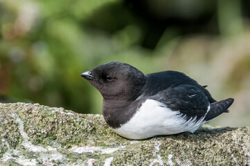 Dovekie (Alle alle) at least auklet colony in St. George Island, Alaska, USA