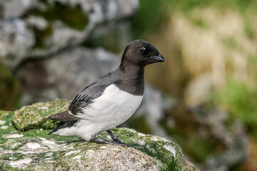 Dovekie (Alle alle) at least auklet colony in St. George Island, Alaska, USA