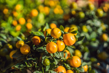 Close up Vibrant orange citrus fruits on a Kumquat tree in honor of the Vietnamese new year. Lunar new year flower market. Chinese New Year. Tet