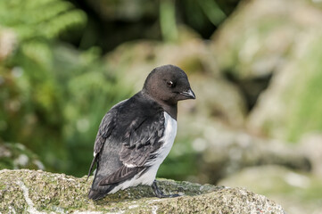Dovekie (Alle alle) at least auklet colony in St. George Island, Alaska, USA