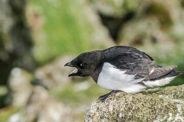Dovekie (Alle alle) at least auklet colony in St. George Island, Alaska, USA