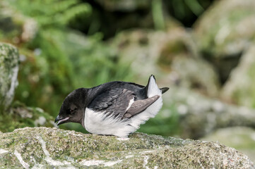 Dovekie (Alle alle) at least auklet colony in St. George Island, Alaska, USA