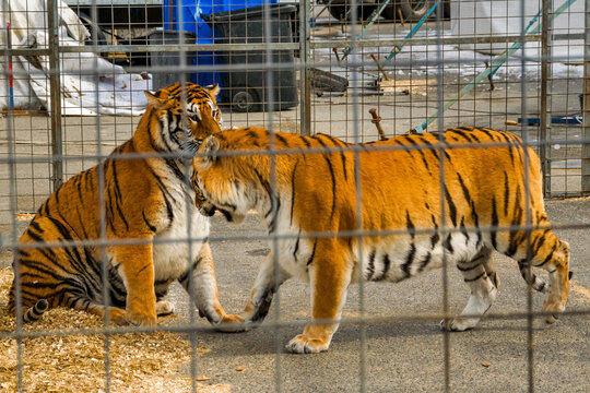 Circus tigers in an aviary