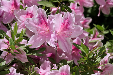 Azalea Mollis Hybrid (Rhododendron x mollis) in arboretum, Washington DC, USA