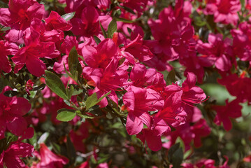 Azalea Mollis Hybrid (Rhododendron x mollis) in arboretum, Washington DC, USA