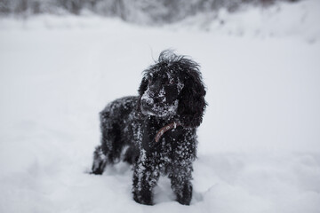 Black dog in the winter in the snow.
