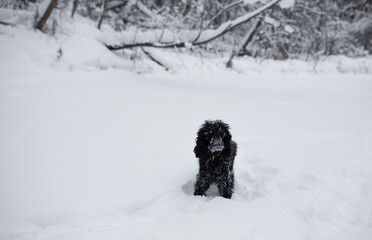 Black dog in the winter in the snow.