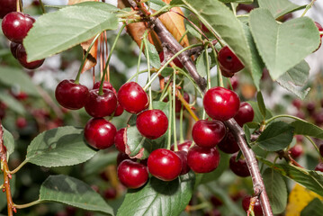 Sour Cherry (Prunus cerasus) in orchard