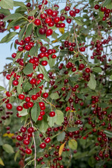 Sour Cherry (Prunus cerasus) in orchard