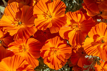 California Poppy (Eschscholtzia californica) in garden