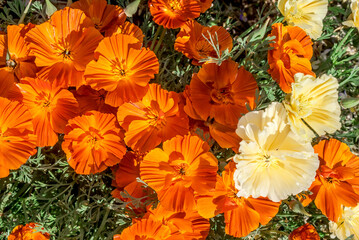 California Poppy (Eschscholtzia californica) in garden