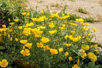 California Poppy (Eschscholtzia californica) in garden