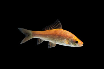 Nilem Bonylip barb fish Is a medium sized freshwater fish , isolated on black background