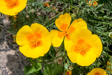 California Poppy (Eschscholtzia californica) in garden
